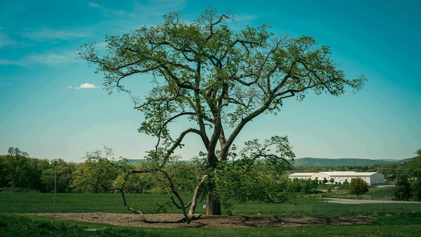Tree care in San Antonio