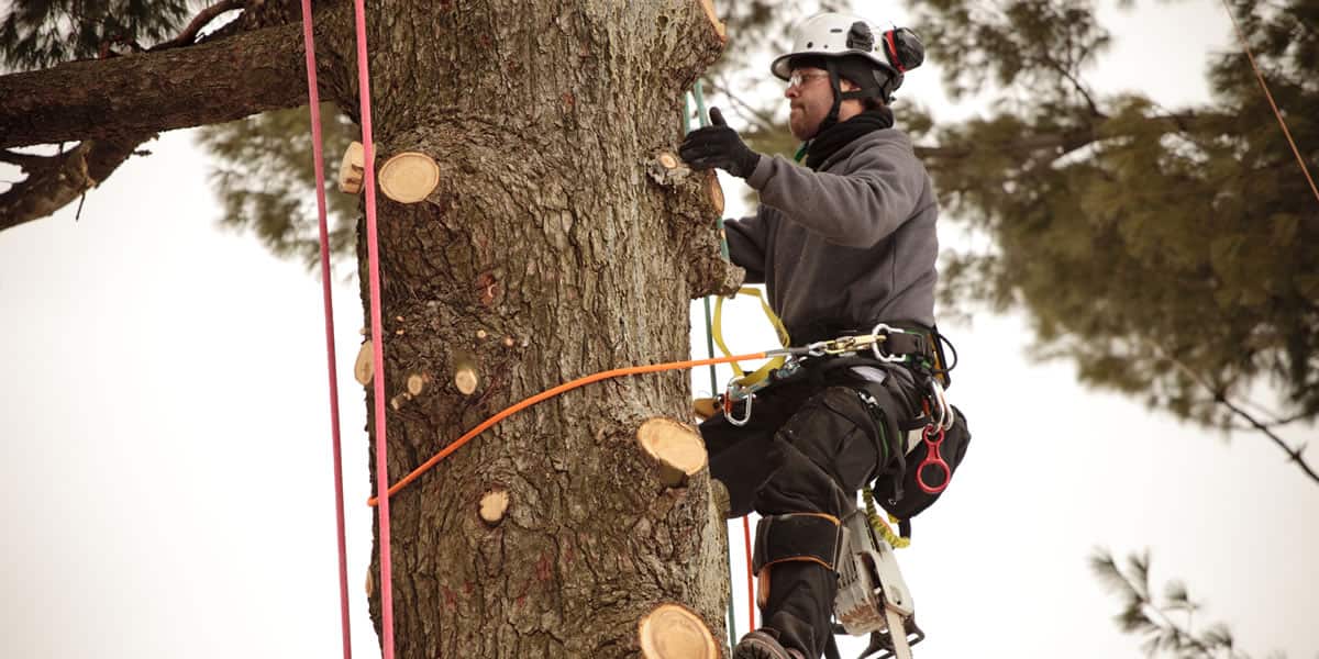 Garcia Tree Services crew