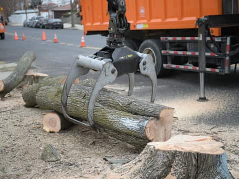 Tree removal and trimming work