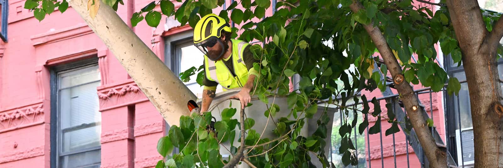 Tree demossing service