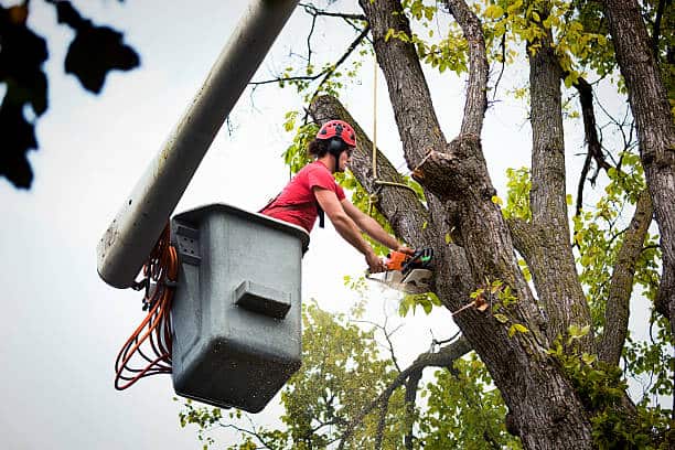 Tree fertilization service