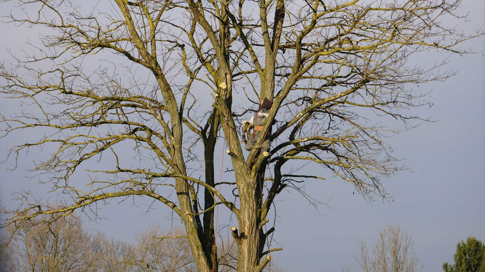 Tree spraying treatment