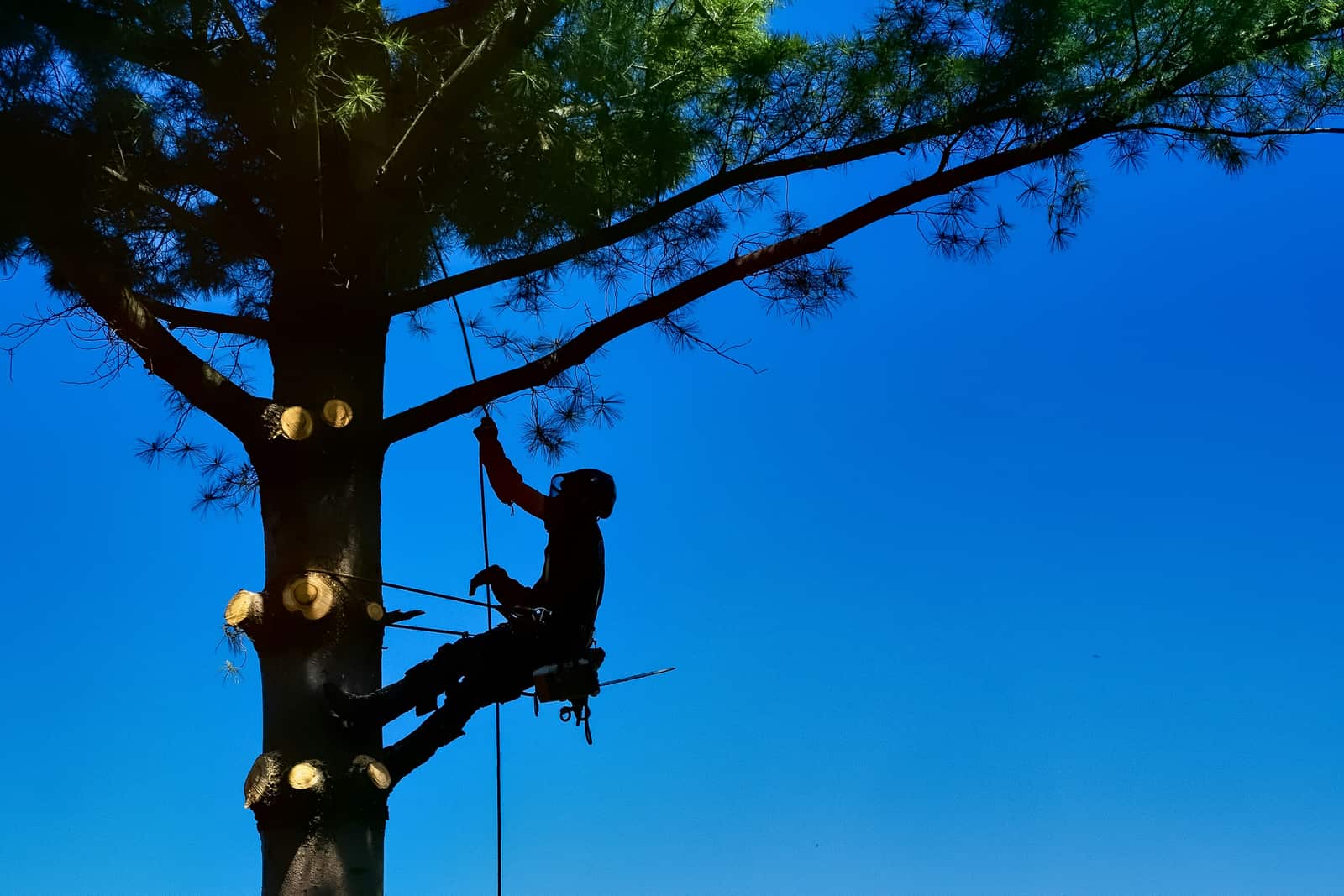 Tree trimming service