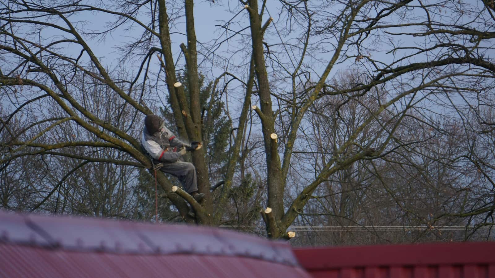Professional tree services